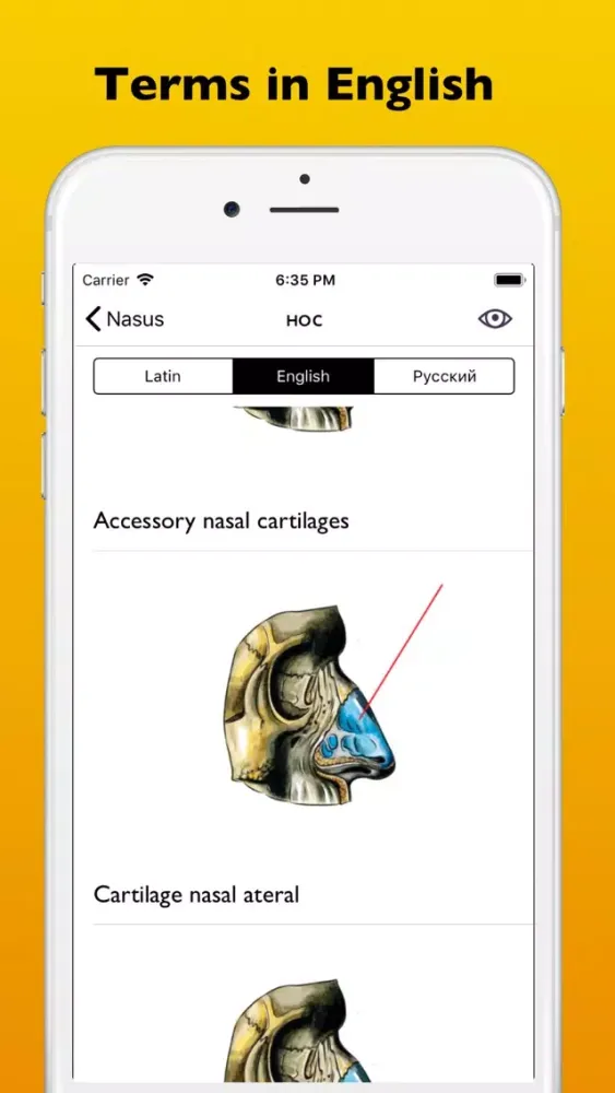 Screenshot di Respiratory system atlas
