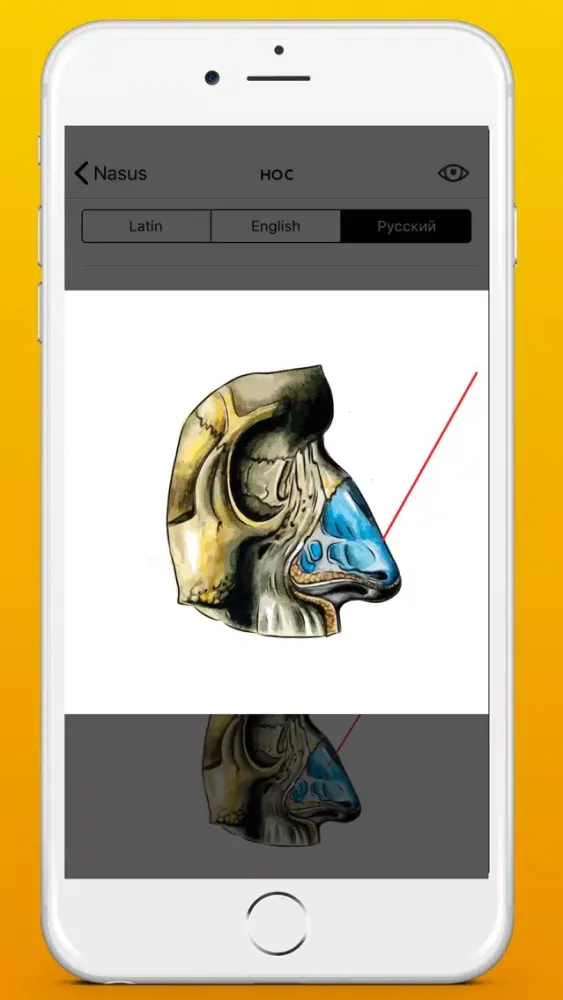 Screenshot di Respiratory system atlas
