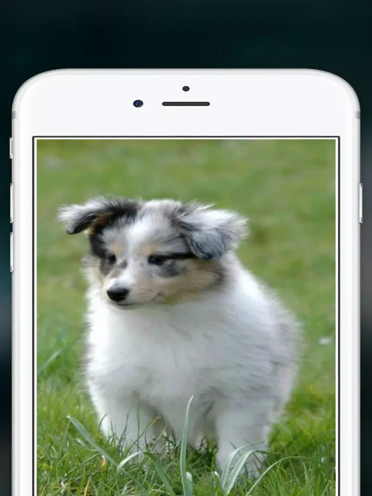 Cute Puppies animal Wallpapers, photos and Images iPad  스크린샷