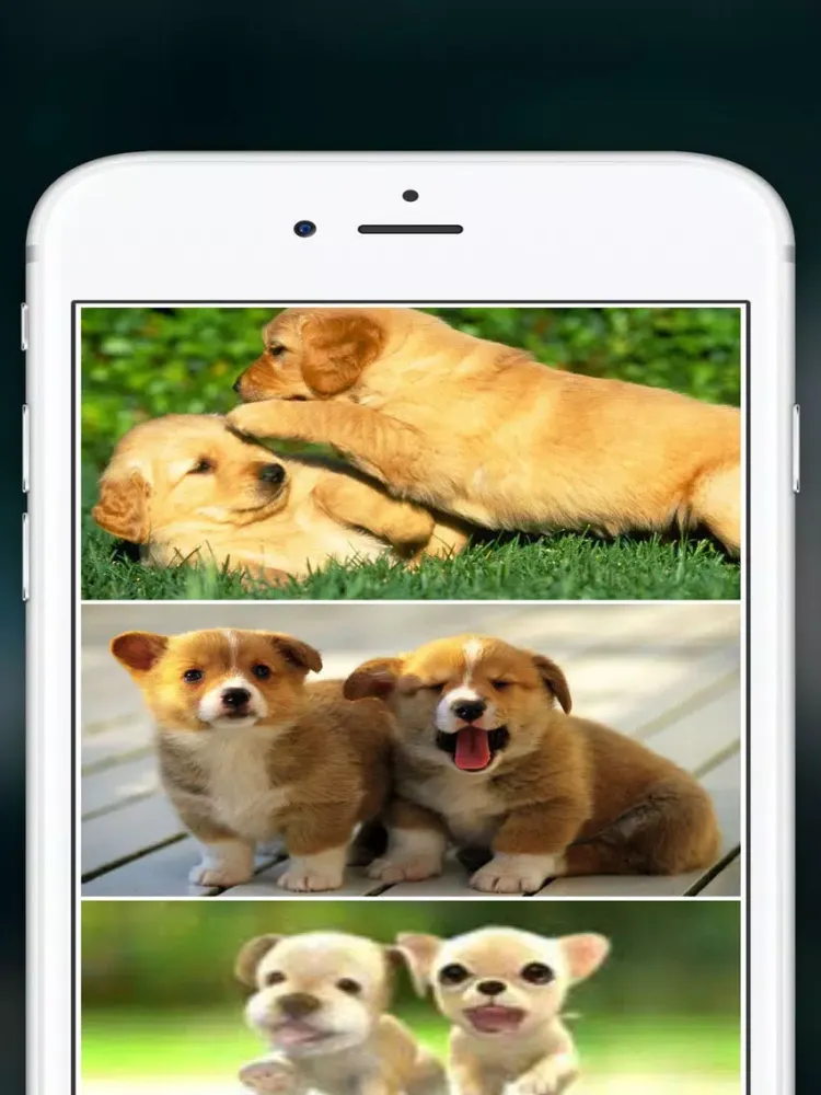 Cute Puppies animal Wallpapers, photos and Images iPad  스크린샷