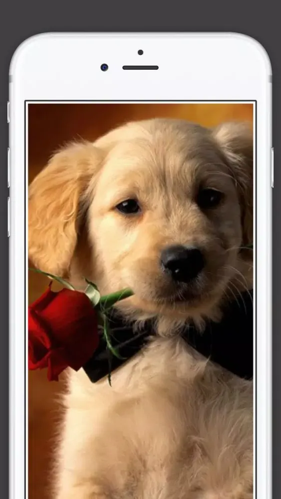 Cute Puppies animal Wallpapers, photos and Images 스크린샷