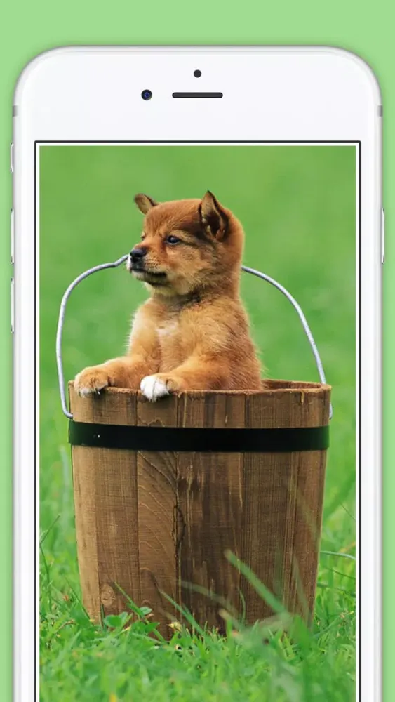 Cute Puppies animal Wallpapers, photos and Images 스크린샷