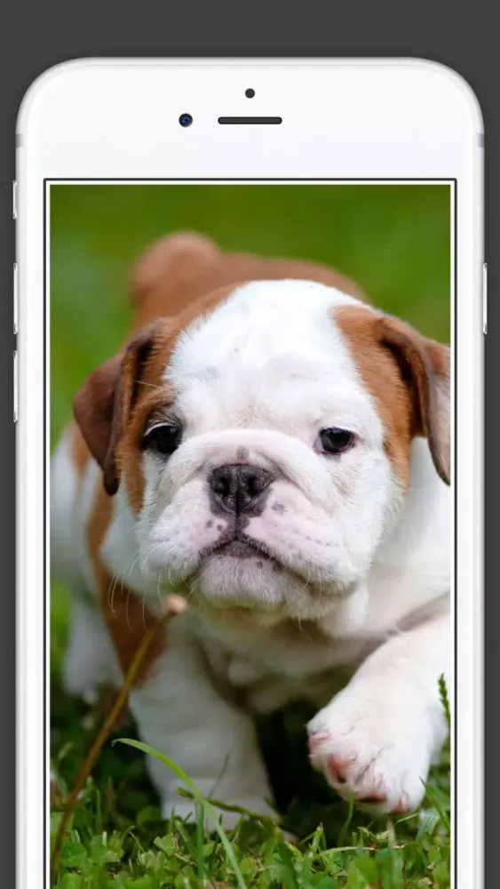 Cute Puppies animal Wallpapers, photos and Images 스크린샷