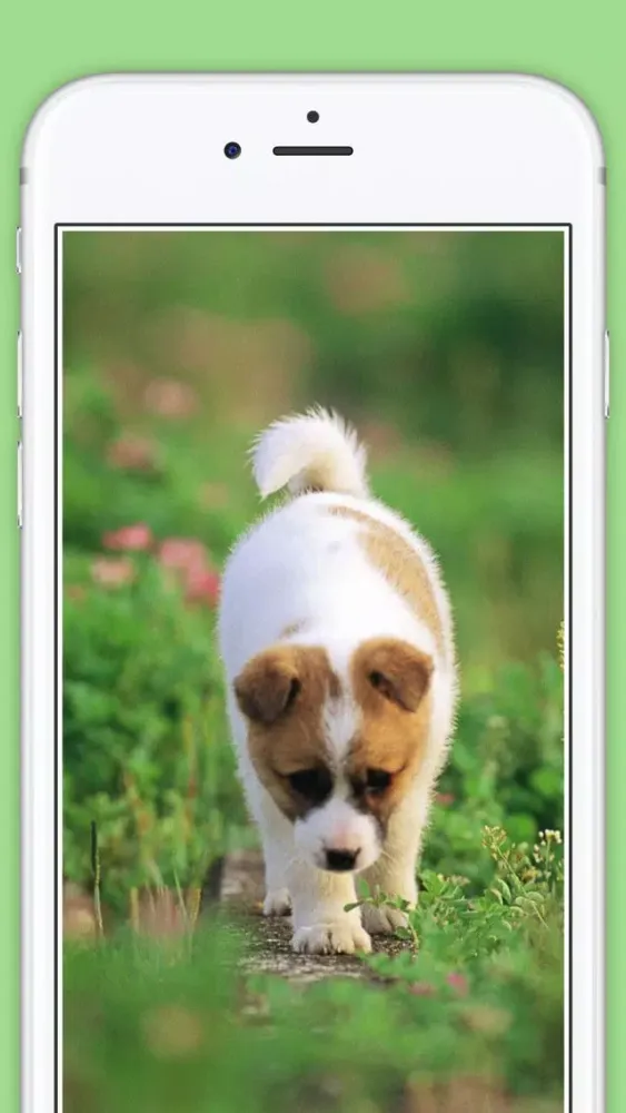 Cute Puppies animal Wallpapers, photos and Images 스크린샷