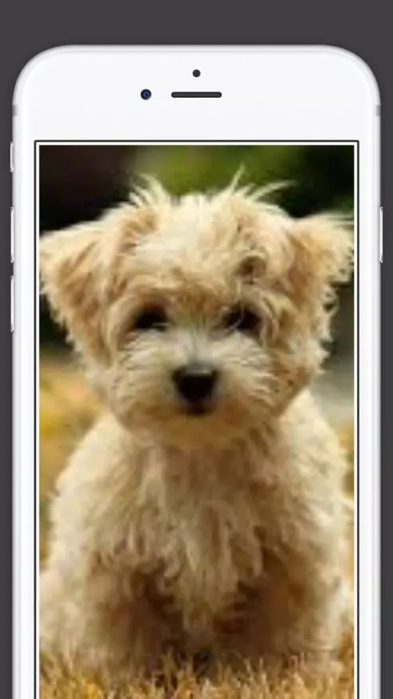 Cute Puppies animal Wallpapers, photos and Images 스크린샷