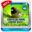 Canto De Papa-Capim viviti Canto De Papa-Capim viviti