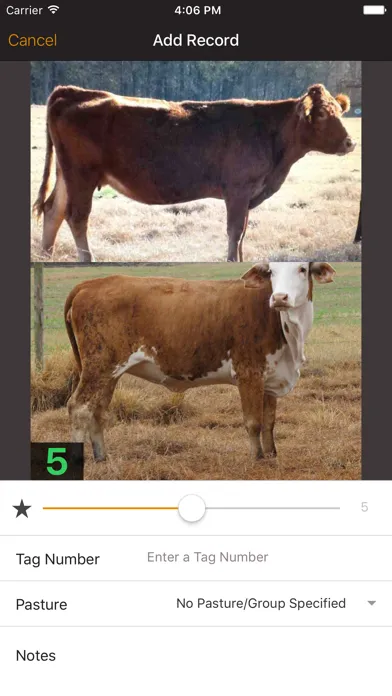 Ảnh chụp màn hình của Beef Cow BCS