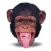 Animal Funny Faces