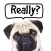 Pug Talk
