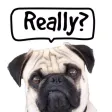 Pug Talk Pug Talk