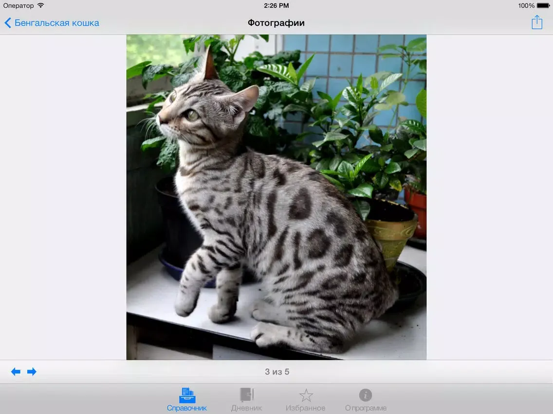 Справочник Кошки Lite iPad 應用截圖