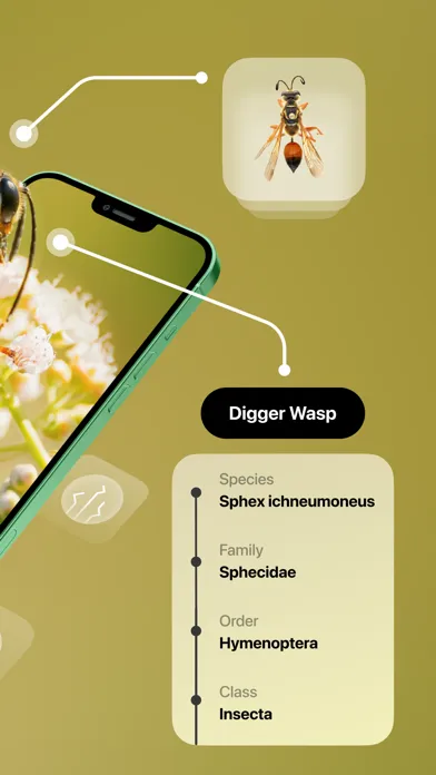 Insect Identifier Screenshots