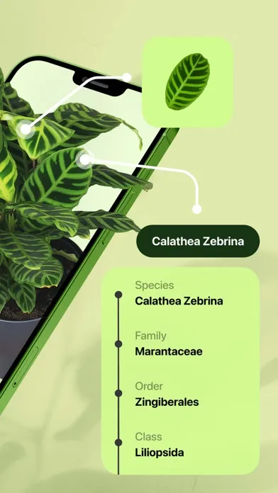 Leaf Identification: Plant ID Screenshots