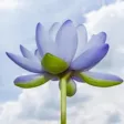 佛歌佛曲「佛经佛咒」