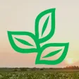 alborada alborada
