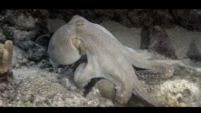 Tangkapan skrin Wonders Of The Sea