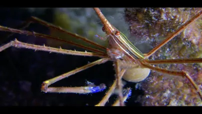 Tangkapan skrin Wonders Of The Sea