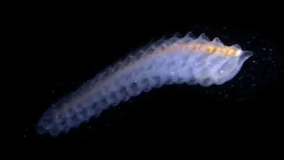Tangkapan skrin Wonders Of The Sea