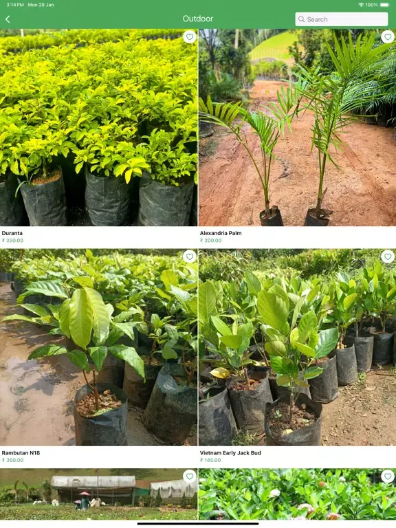 ภาพหน้าจอของ RootsNGreens iPad 
