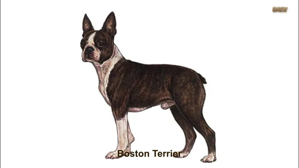 Dog Breeds - Dogs Guide Screenshots