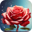 3D Rose Wallpaper