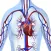 Human Body Database +