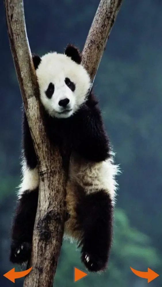 Learning Wild Animal Sounds应用截图