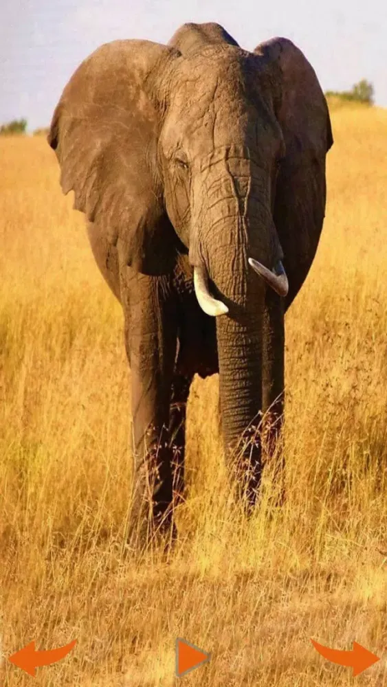 Learning Wild Animal Sounds应用截图
