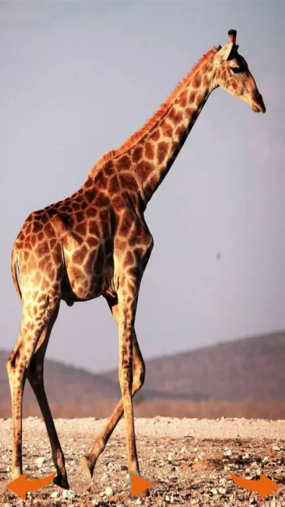 Learning Wild Animal Sounds应用截图