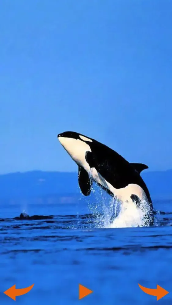 Learning Wild Animal Sounds应用截图