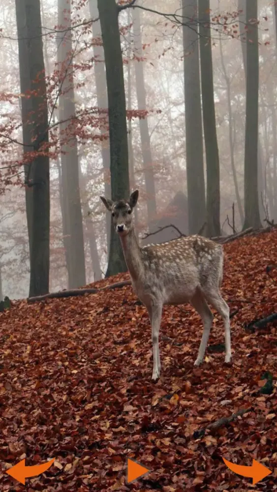 Learning Wild Animal Sounds应用截图