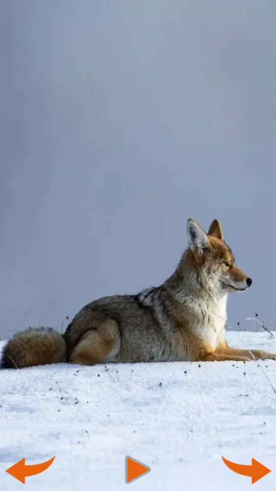 Learning Wild Animal Sounds应用截图