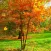 Jigsaw Puzzle Autumn