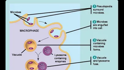 DVM 1st Year Immunology應用截圖
