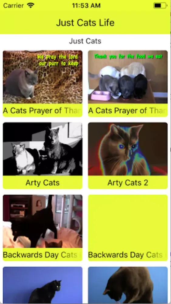 تصاویر Just Cats Life