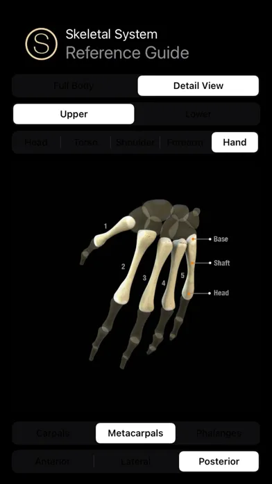 صور Human Skeleton Reference Guide
