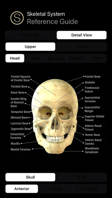 صور Human Skeleton Reference Guide