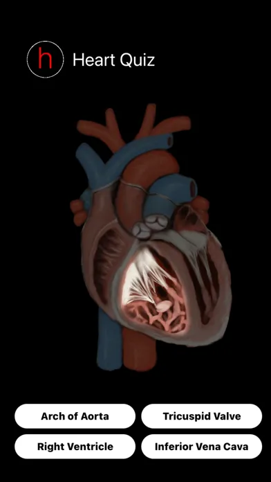 تصاویر Human Heart Anatomy Quiz