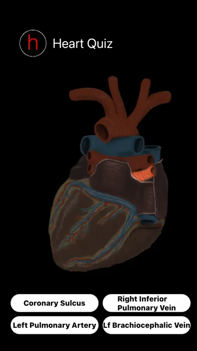 تصاویر Human Heart Anatomy Quiz