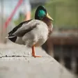 Silly Sounds Animal Soundboard Silly Sounds Animal Soundboard