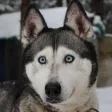 Animal Photos for Kids
