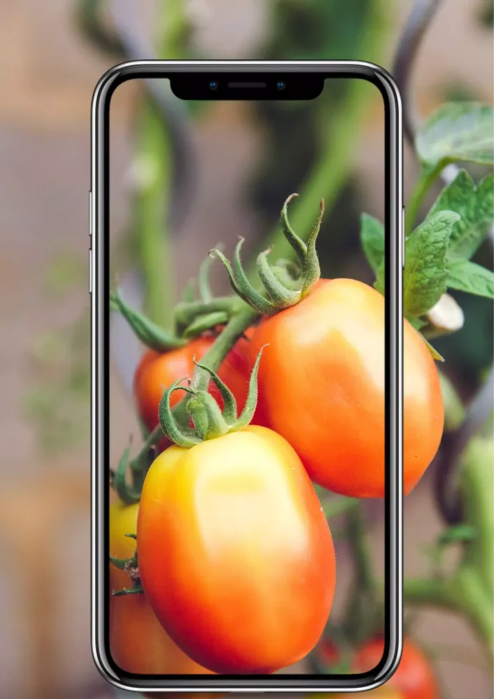 Agri Problem - Crop Doctor应用截图