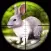 Rabbit Hunting calls
