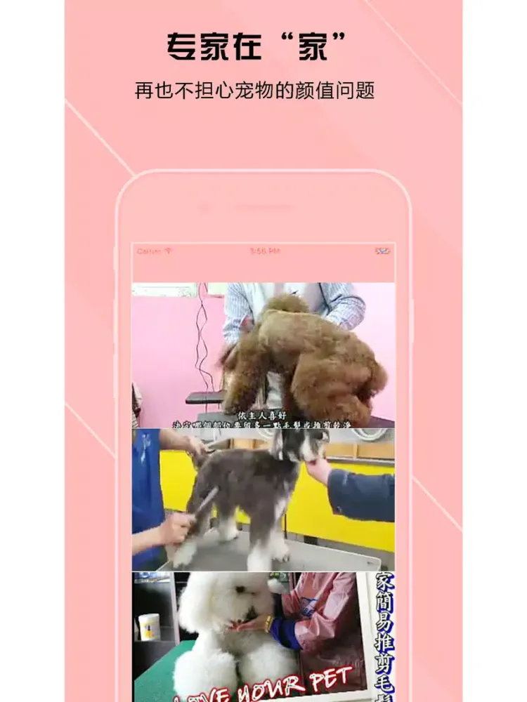 泰迪犬美容大全-爱犬人士必备 iPad  Ekran Görüntüleri