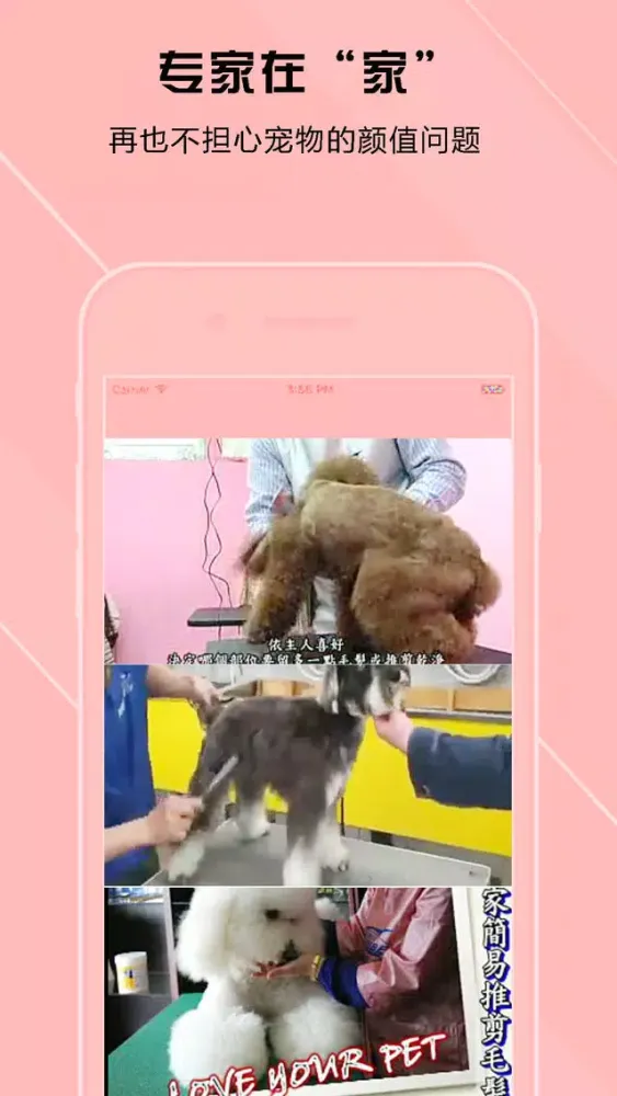 泰迪犬美容大全-爱犬人士必备 Ekran Görüntüleri