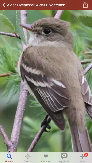 2000 Bird Species with Guides Screenshots