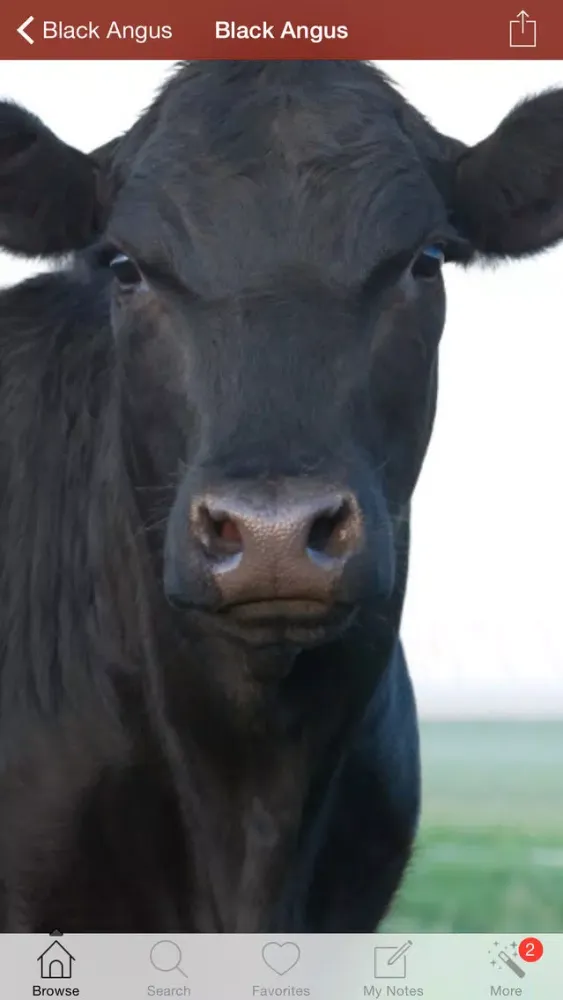 صور 1500 Cattle Dictionary Breeds