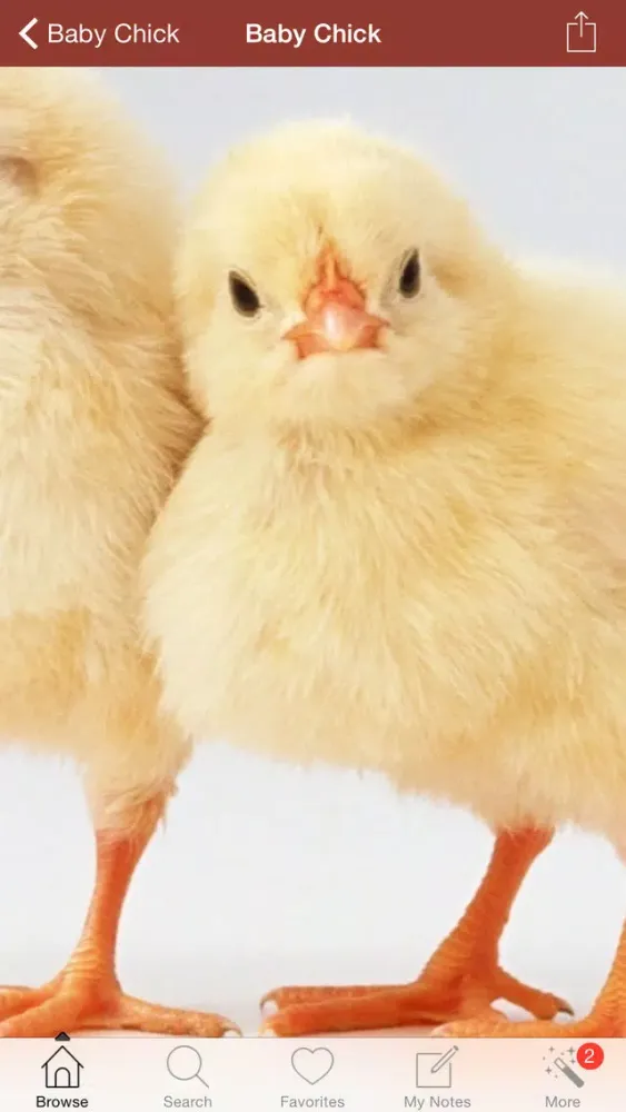 1,001 Chicken Guide應用截圖