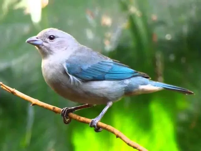Canto de Sanhaço Azul Ekran Görüntüleri