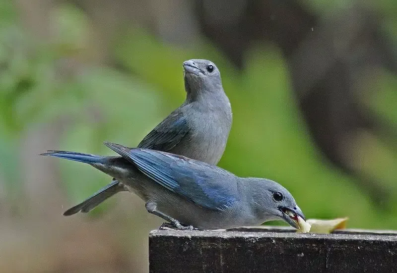Canto de Sanhaço Azul Ekran Görüntüleri